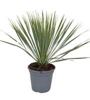 Yucca rostrata P20