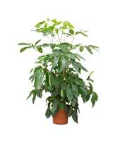 Schefflera Actinophylla 'Amate' - 180cm