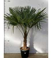 Trachycarpus Fortunei - 200cm