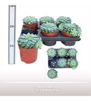 Echeveria Zonnestraal