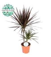 Dracaena Magenta p17 30+10