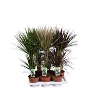 Dracaena 30-15 mixtray (3-soort)