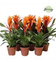 Bromelia Orange