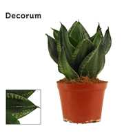 Sansevieria hahnii 12 cm Silver flame (Decorum)