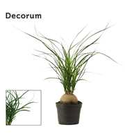 Beaucarnea bol 9 cm (Decorum)