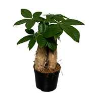 Pachira Trunk 3pp