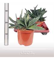 Gasteria Nigrum