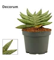 Sansevieria Artistic fan 9 cm (Decorum)