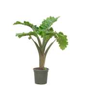 Alocasia Lowrider stam - 110cm