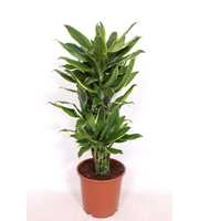 Dracaena Golden Coast