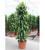 Dracaena Hawaiian Sunshine