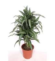 Dracaena Ulises