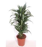 Dracaena Ulises