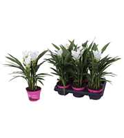 Curcuma Siam Sisto 12 cm