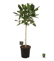 Ficus bengh Petite Audrey op stam