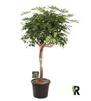 Schefflera arb. compacta bol op stam