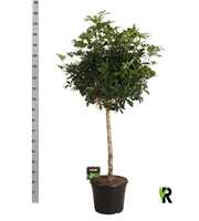 Schefflera arb. compacta bol op stam