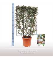 Elaeagnus ebbingei comp. op rek