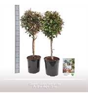 Elaeagnus ebbingei comp.op stam