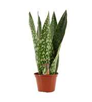 Sansevieria Jamaiquina Queen 14 cm