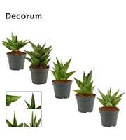 Sansevieria Crown mix 6 cm (Decorum)