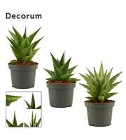 Sansevieria Crown mix 9 cm (Decorum)