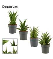 Sansevieria Crown mix 12 cm (Decorum)