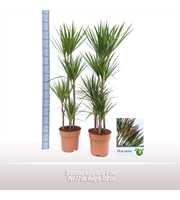 Dracaena marginata 4 toef