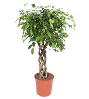 Ficus Exotica