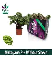 Calathea 14cm Makoyana Rhythm of Nature zonder hoe