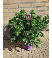 Polygala Myrtifolia Bush