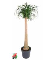 Beaucarnea stam P34 - 4ft