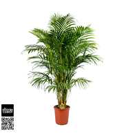 Dypsis Lutescens P24 - H140cm (Areca)