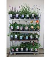 Vaste planten mix kar