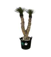 Yucca Rostrata multistam 003 - 220cm