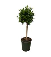 Ficus Microcarpa 'Moclame'