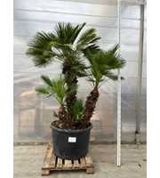 Chamaerops Humilis 002 - 300cm