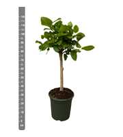 Ficus Altissima op stam - 120cm