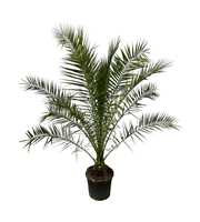 Phoenix Canariensis - 250cm