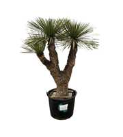 Yucca Rostrata Multistam 009 - 190cm