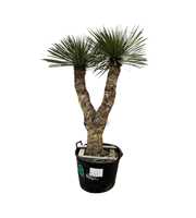 Yucca Rostrata Multistam 011 - 200cm