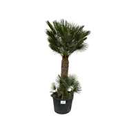 Chamaerops Humilis 007 - 280cm