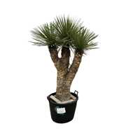 Yucca Rostrata Multistam 010 - 200cm