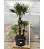 Chamaerops Humilis 001 - 325cm