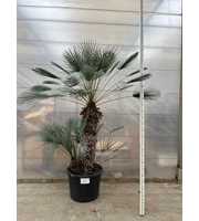 Chamaerops Humilis Cerifera 004 - 260cm