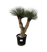 Yucca Rostrata Multistam 006 - 220cm