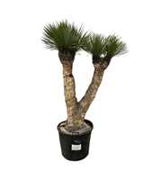 Yucca Rostrata Multistam 005 - 230cm