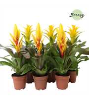 Bromelia Yellow