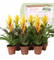 Bromelia Yellow