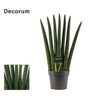 Sansevieria Cylindrica 14 cm Fan (Decorum)